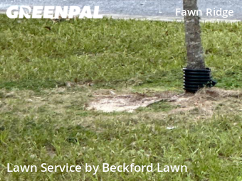 Lawn Cut nearby Tampa, FL, 