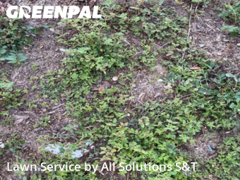 Lawn Maintenance nearby Winter Haven, FL, 