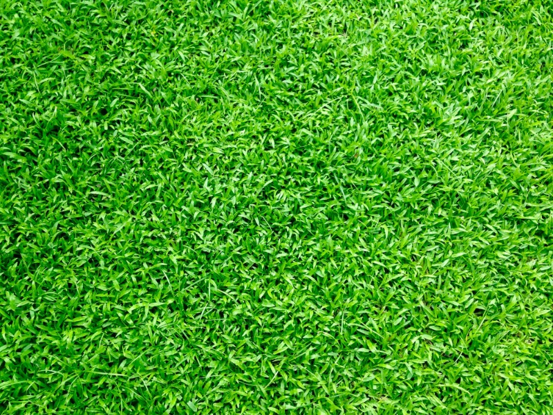affordable-lawn-services-in-Commerce City-CO