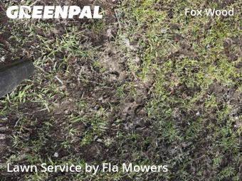 Lawn Mowing Service nearby Trinity, FL, 