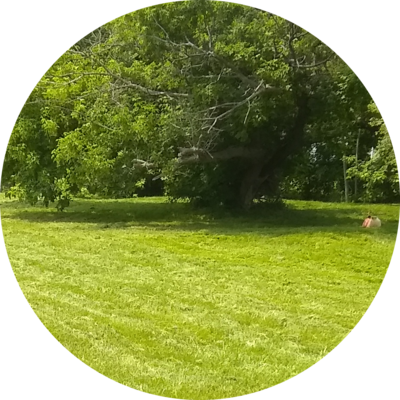 Local Lawn care service near me in Detroit, MI, 48217
