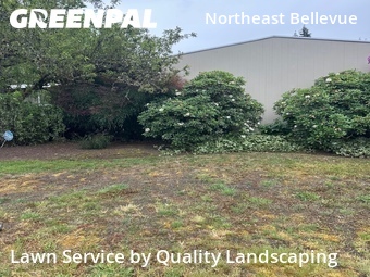 Yard Mowingin Bellevue,98008,Lawn Mow by Quality Landscaping, work completed in Jun , 2026