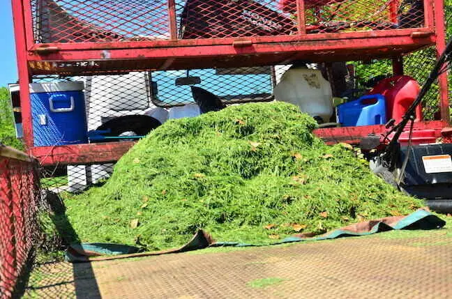 Should your lawn care company haul off the lawn clippings?