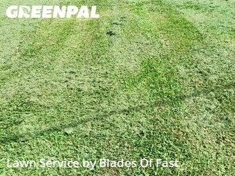 Lawn mowed in Griffin, 30224