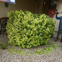 local-lawn-and-landscape-maintenance-services-near-me-in-Goodyear-AZ