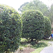 lawn-maintenance-in-The Villages-FL