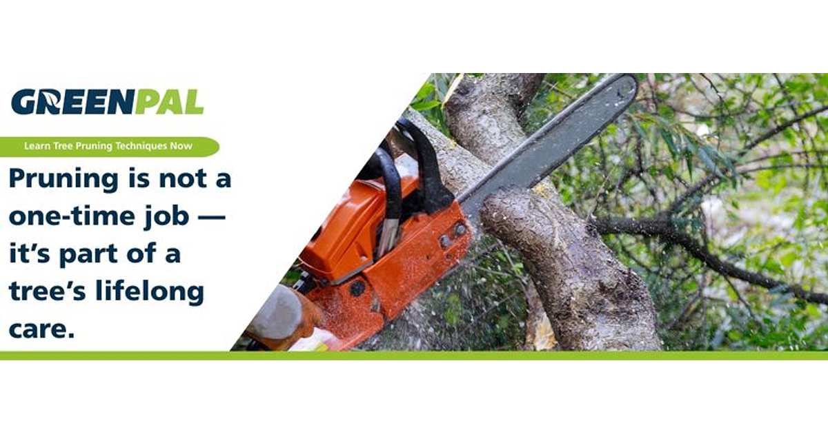 Proper Tree Pruning Techniques Every Homeowner Should Know | GreenPal