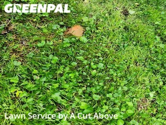 Lawn Care Service nearby Smyrna, TN, 