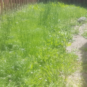 local-lawn-and-landscape-maintenance-services-near-me-in-Beaverton-OR