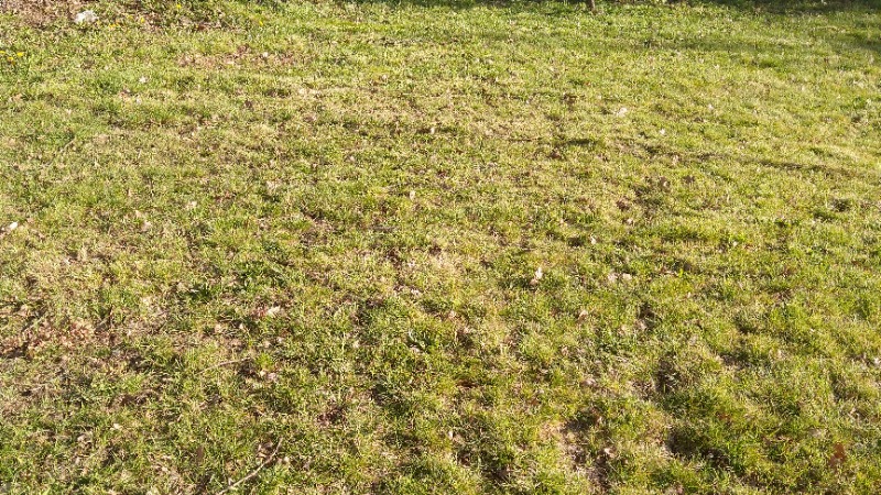 local-lawn-maintenance-contractors-in-Lakewood-WA