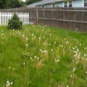 local-lawn-and-landscape-maintenance-services-near-me-in-Brockton-MA