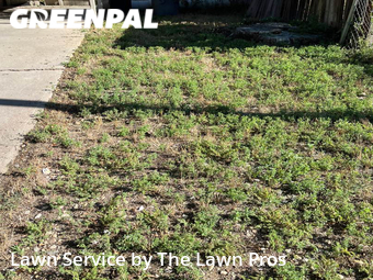Lawn Mowing Service nearby Longmont, CO, 