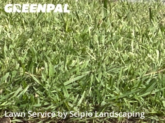 Lawn Care nearby Columbia, SC, 