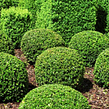 affordable-lawn-services-in-Bellevue-WA