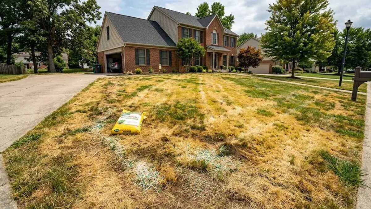 Lush green residential lawn, perfectly manicured under a clear blue sky