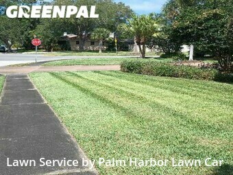 Lawn Mow nearby Palm Harbor, FL, 