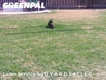 Lawn Care nearby Riverbank, CA, 
