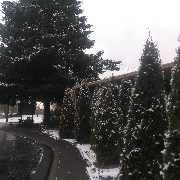 affordable-landscaping-maintenance-services-in-Eugene-OR