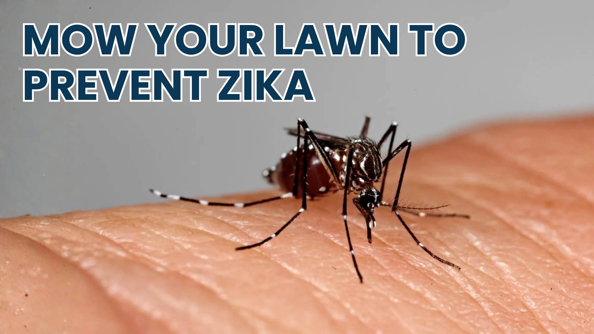Mow Your Lawn to Fight Against the Zika Virus By Greenpal