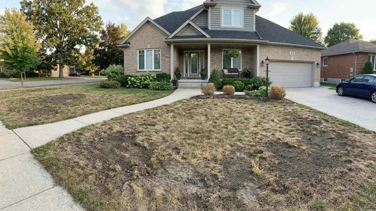 15 Common Lawn Problems and How to Fix Them By Greenpal