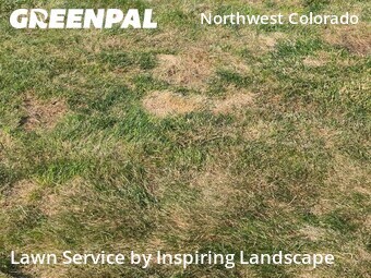 Lawn Mow nearby Colorado Springs, CO, 