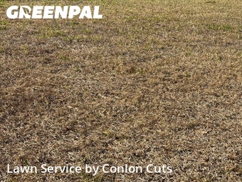Grass Cut nearby Bradenton, FL, 