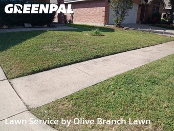 Lawn Care Servicein Saginaw,76131,Yard Cutting by Olive Branch Lawn, work completed in Oct , 2025
