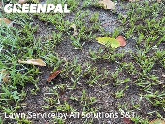 Grass Cutting nearby Poinciana, FL, 