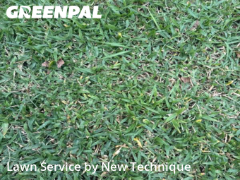 Lawn Carein Winter Springs,32708,Lawn Service by New Technique, work completed in Dec , 2025