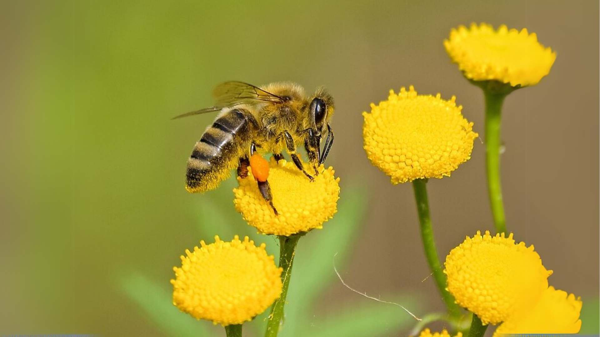 Attract Pollinators To Your Yard
