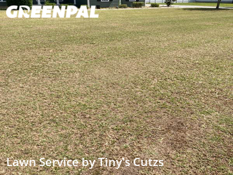 Lawn Mowing in Sparks, 31647, Lawn Care by Tiny's Cutzs , work completed in Nov , 2025