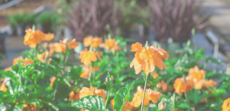 Best Nursery in Gainesville Florida 1