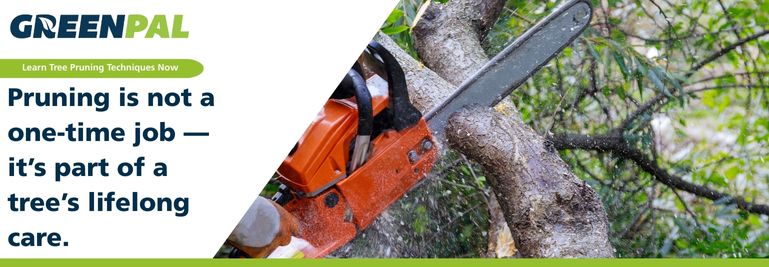 Proper Tree Pruning Techniques Every Homeowner Should Know | GreenPal