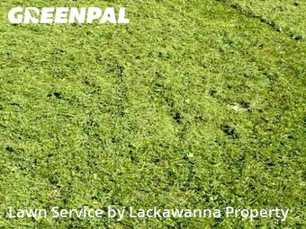 Lawn Mowing Service nearby Scranton, PA, 