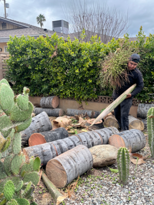 R Landscaping & Tree headshot