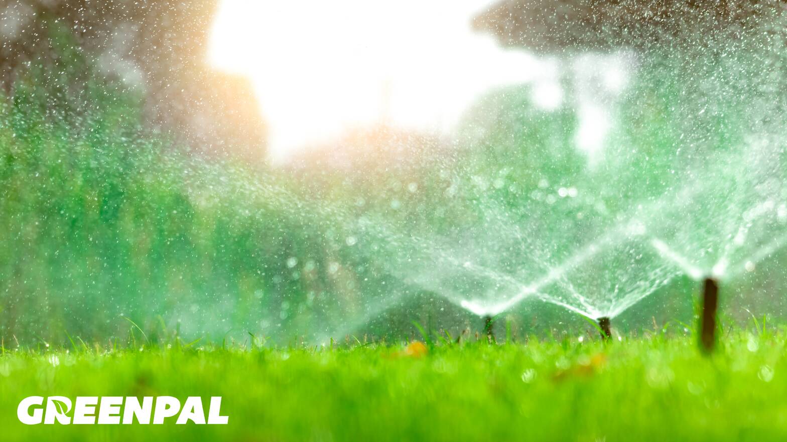 How Long Can Your Grass Go Without Water in the Summer?