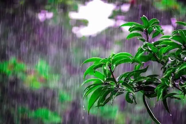 How to Harvest Rain Water: 5 Pro Tips