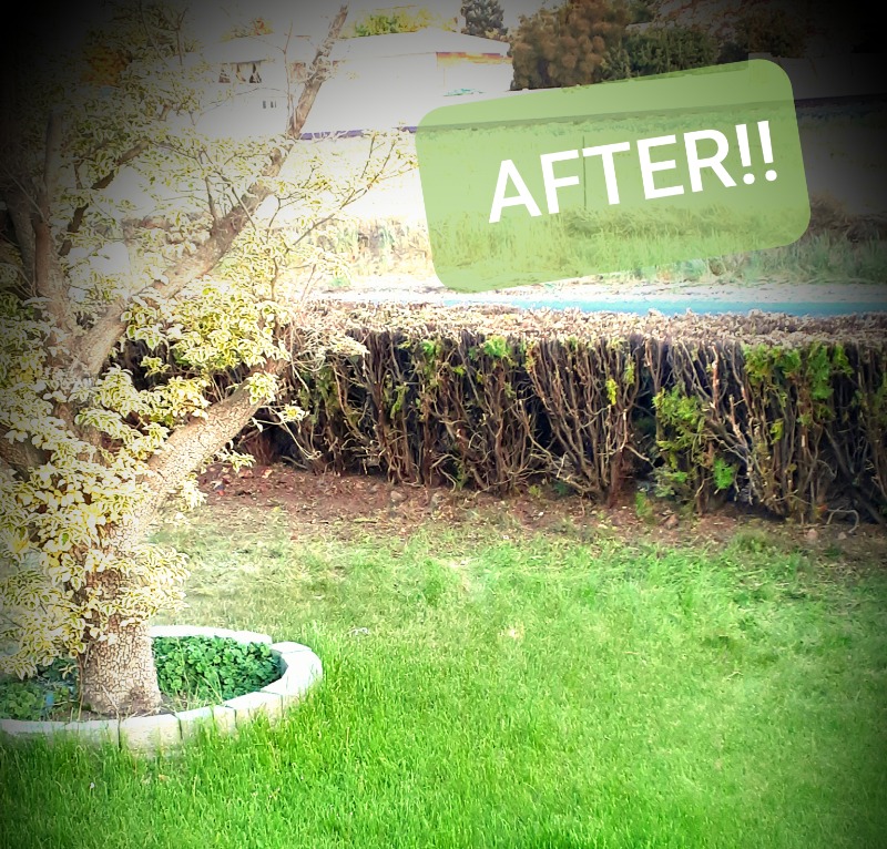 lawn-care-services-in-Pasco-WA