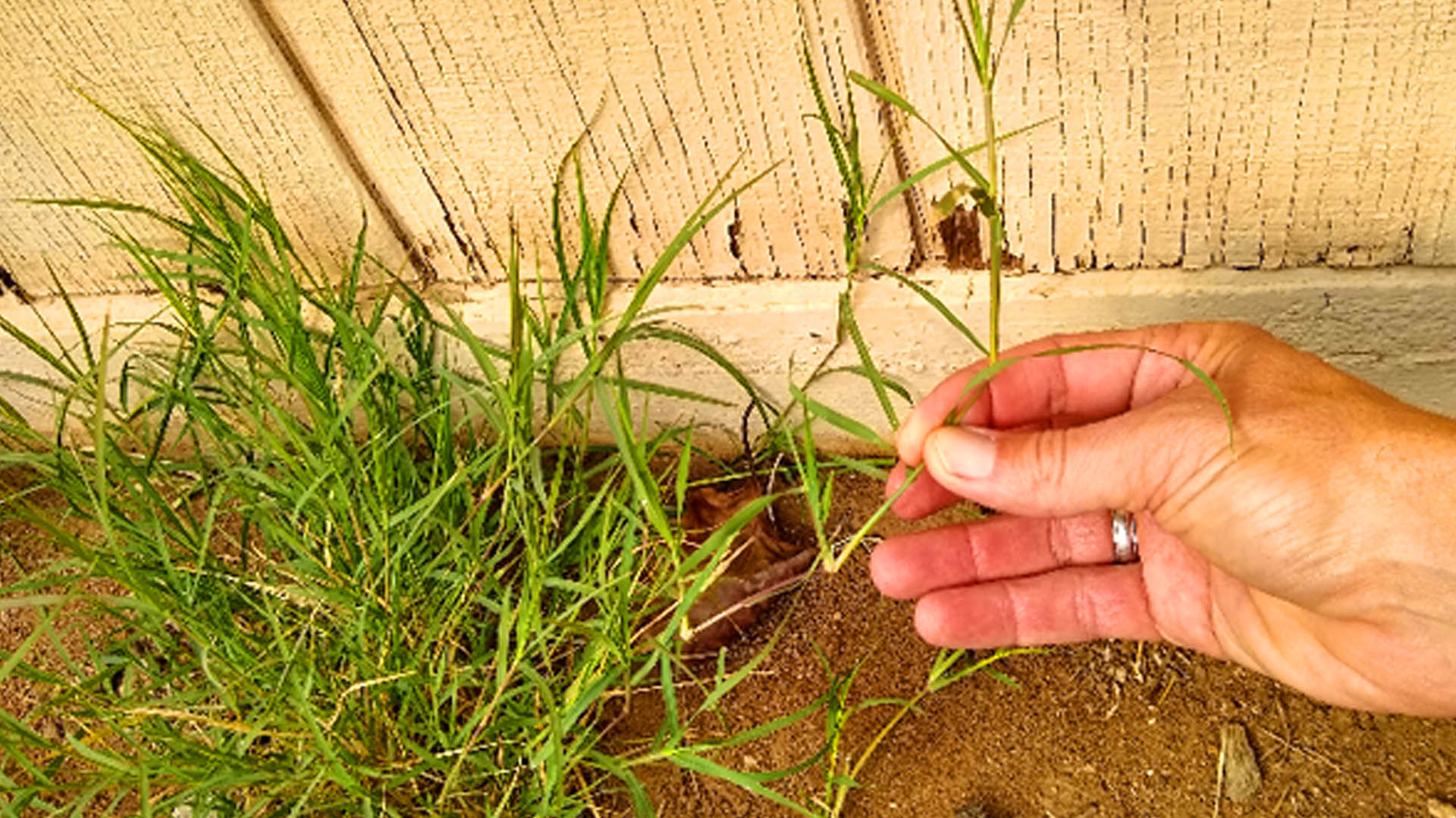 The Helpful Guide You Need for Drought-Tolerant Grasses