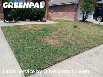Lawn Maintenancein Saginaw,76131,Yard Mowing by Olive Branch Lawn, work completed in Dec , 2025