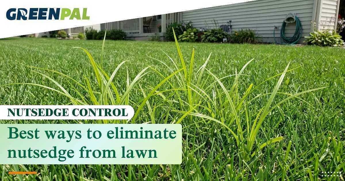 Extraordinary How To Get Rid Of Nutsedge Pictures