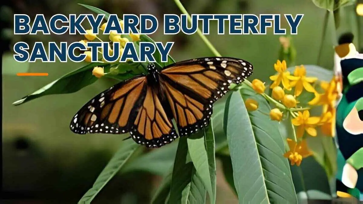 Create a butterfly sanctuary in your backyard