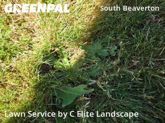 Lawn Mow nearby Beaverton, OR, 