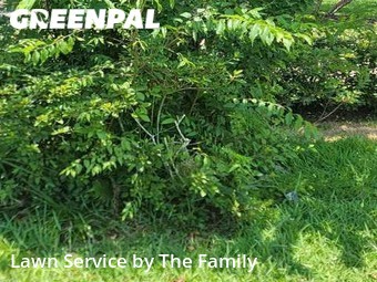 Lawn Cutting nearby Altamonte Springs, FL, 