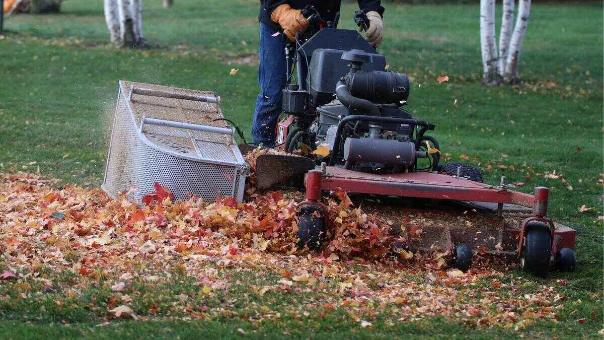 What Should I Do With Fall Leaves? {To Rake, Remove, or Mulch?}