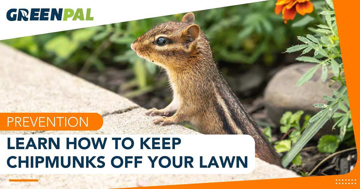 How to Get Rid of Chipmunks in Your Lawn Effectively | GreenPal