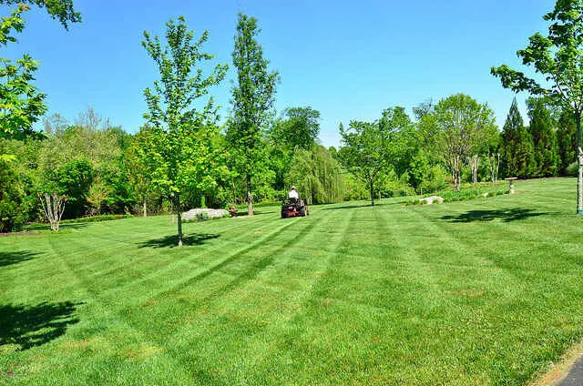 Choosing Lawn Fertilizer: NPK Ratios and Soil Testing Guide for Healthy Grass