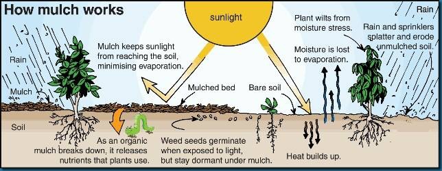 How Mulch Works: The 4 Functions of Mulch in Your Garden
