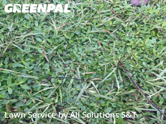 Grass Cut nearby Winter Haven, FL, 