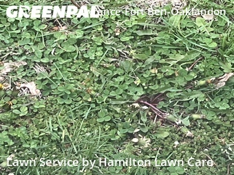 Grass Cutting nearby Indianapolis, IN, 